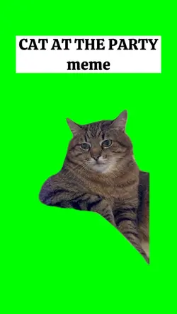CAT IN THE PARTY