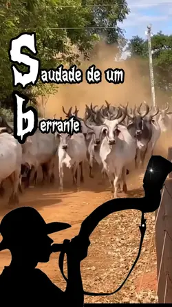 tocando boiadas 
