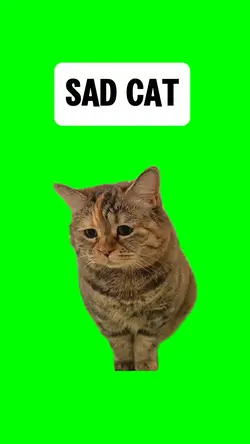 SAD CAT