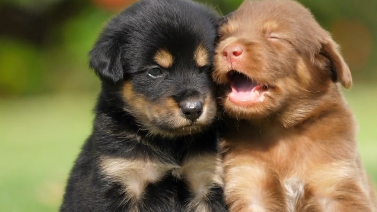 4 Pet lovers