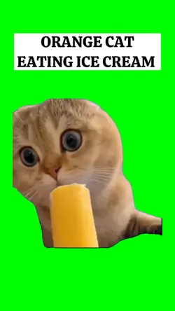 ORANGE CAT EATING