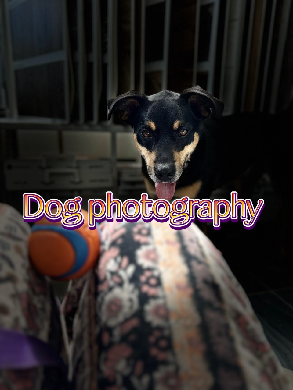 Köpek fotoğrafçılığı 