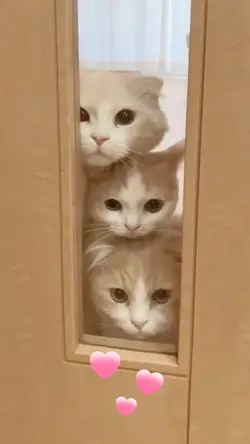 Cat sees beautiful