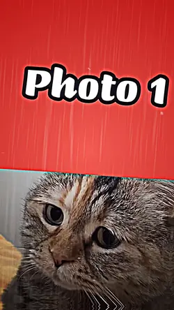 Sad cat meowing