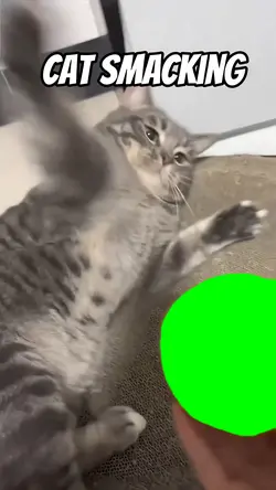 Cat smacking 