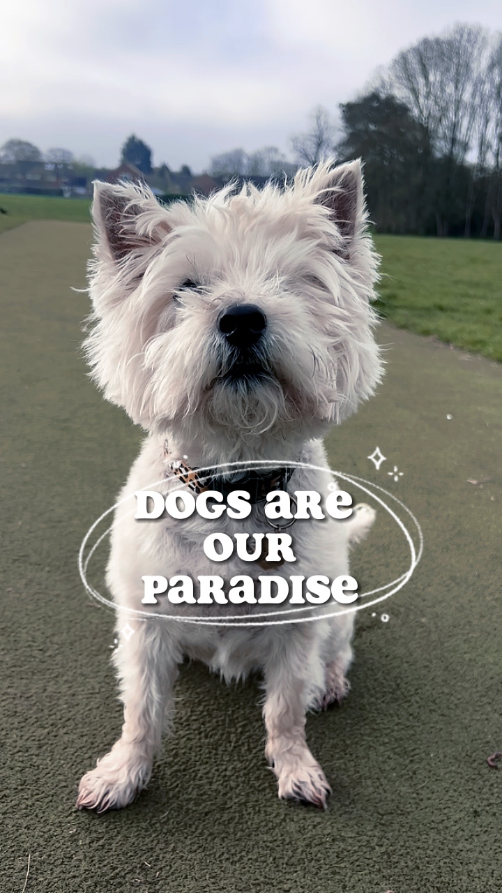 Dogs are paradise