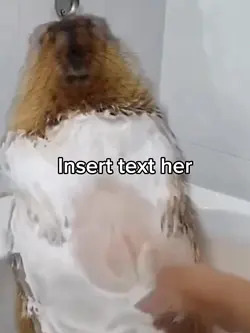 Beaver Meme
