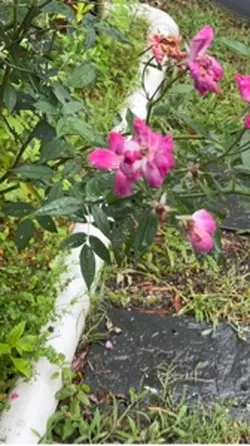 Pink Roses