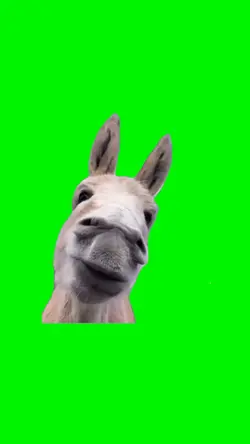 Unamused donkey 