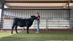 Cattle