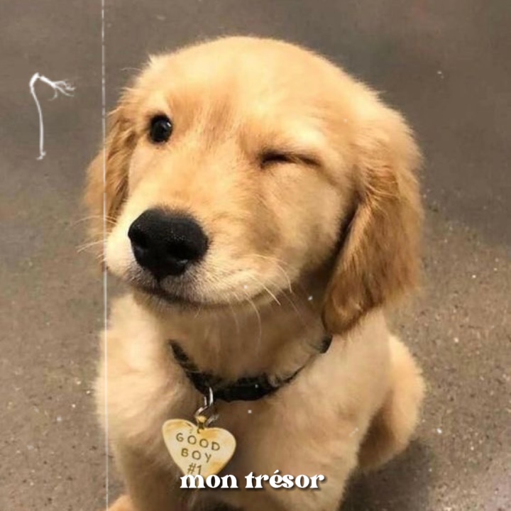 Mon Trésor 🐶