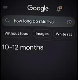 Rats live