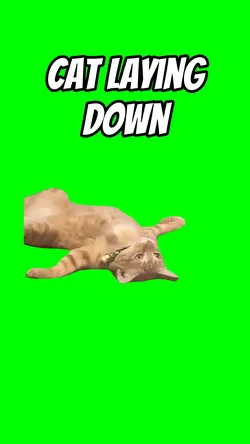 Cat laying down 