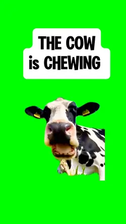 COW is CHEWING