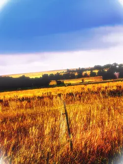 Try this filter!! :3