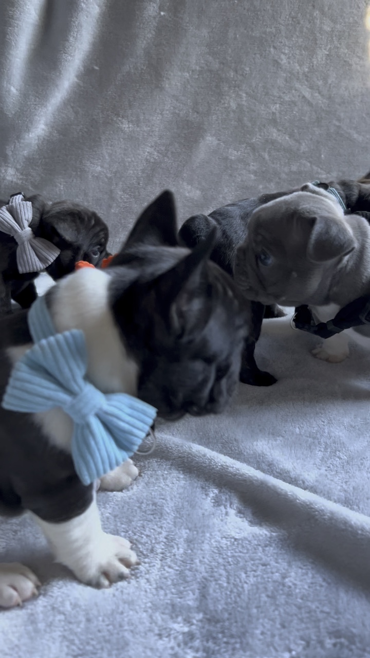 Life of a puppy
