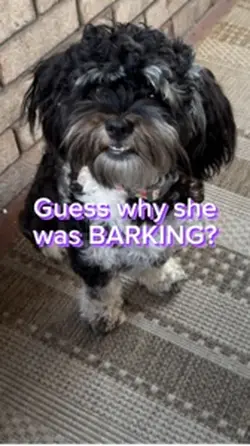 Dog barkin