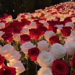 valentine × 1pics