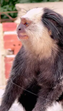 Natureza, Macaco