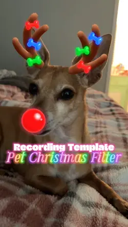 Pet Deer Filter 
