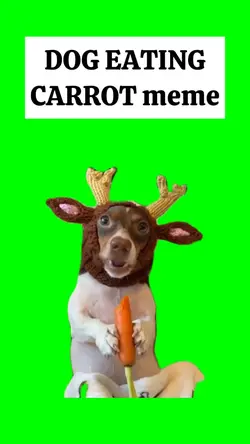 DOG is EATING CARROT