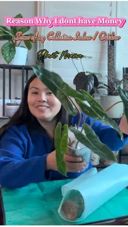 Plants Collections