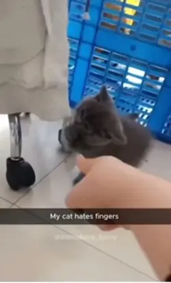 cat