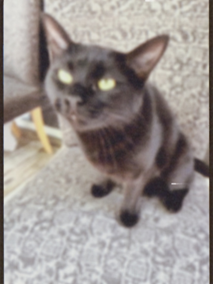 Retro Pet 