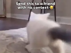 Cat Meme