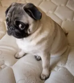 Pug