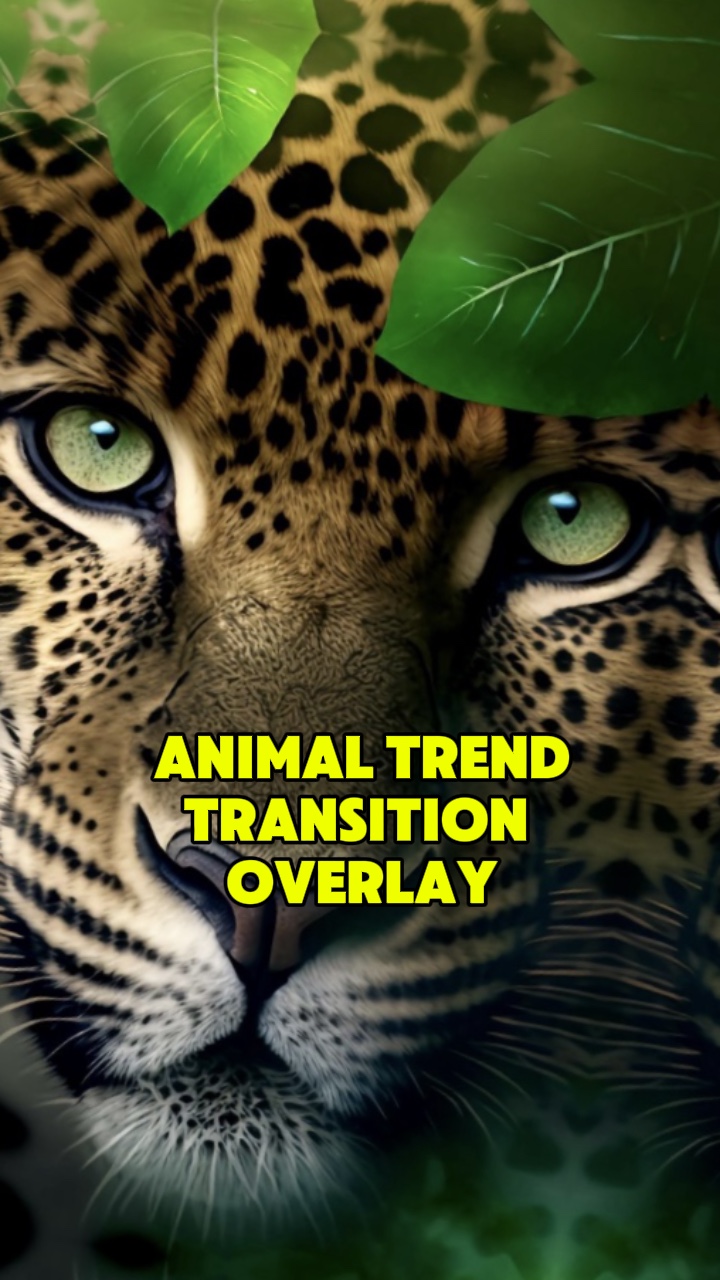 Animal transition 