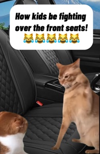 Dua Kucing / Berkelahi🤣