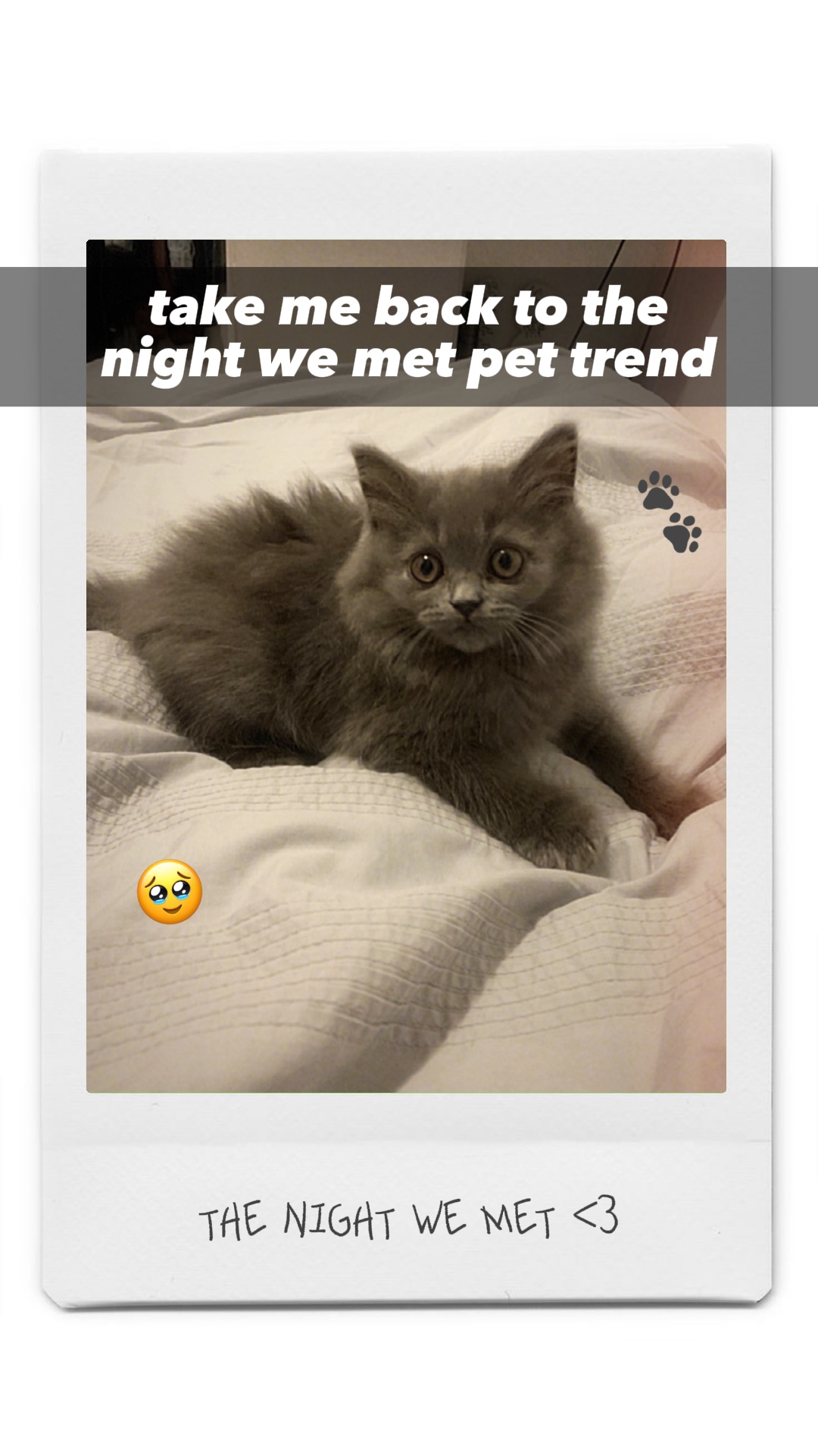 La nuit où nous nous sommes rencontrés 🐾🤍