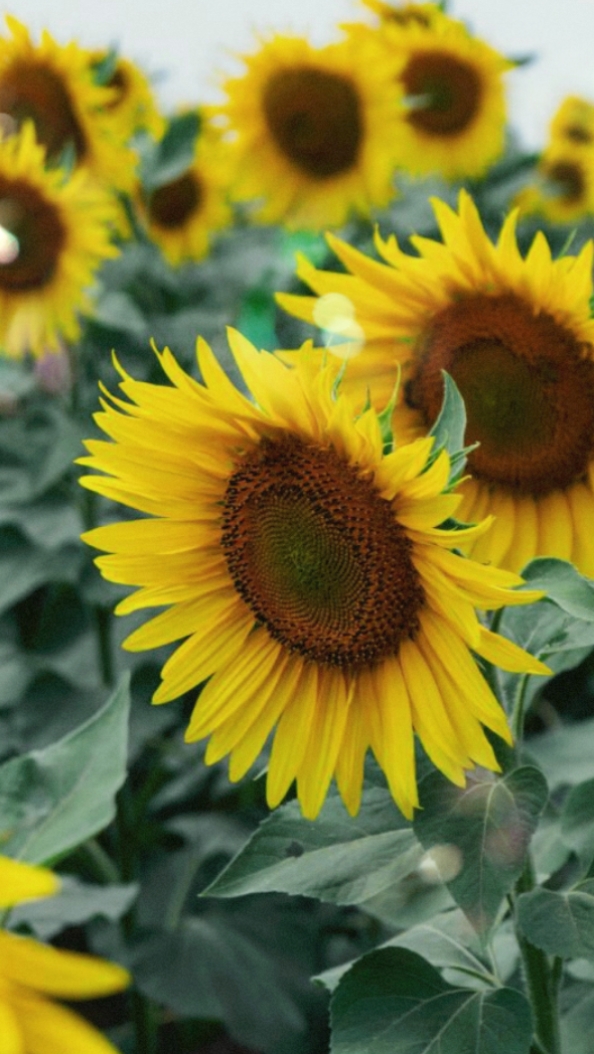 Sunflower Dream 