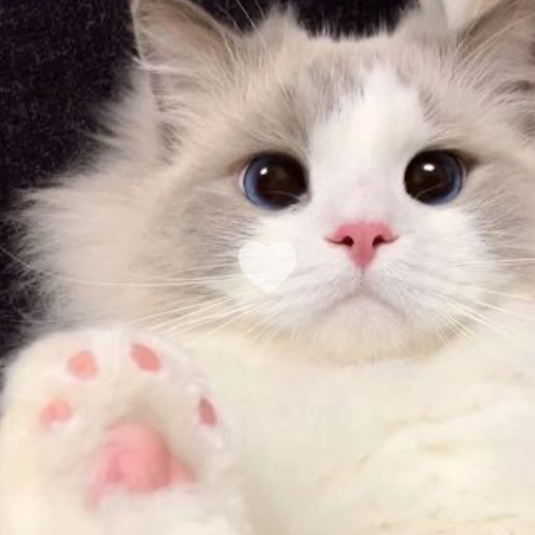 귀여운 고양이 💕