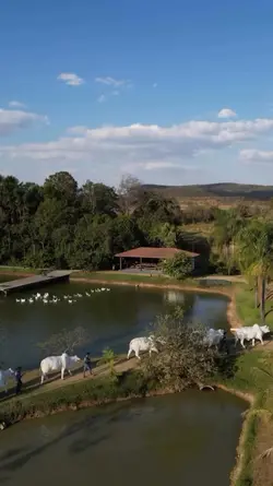 laço aberto 