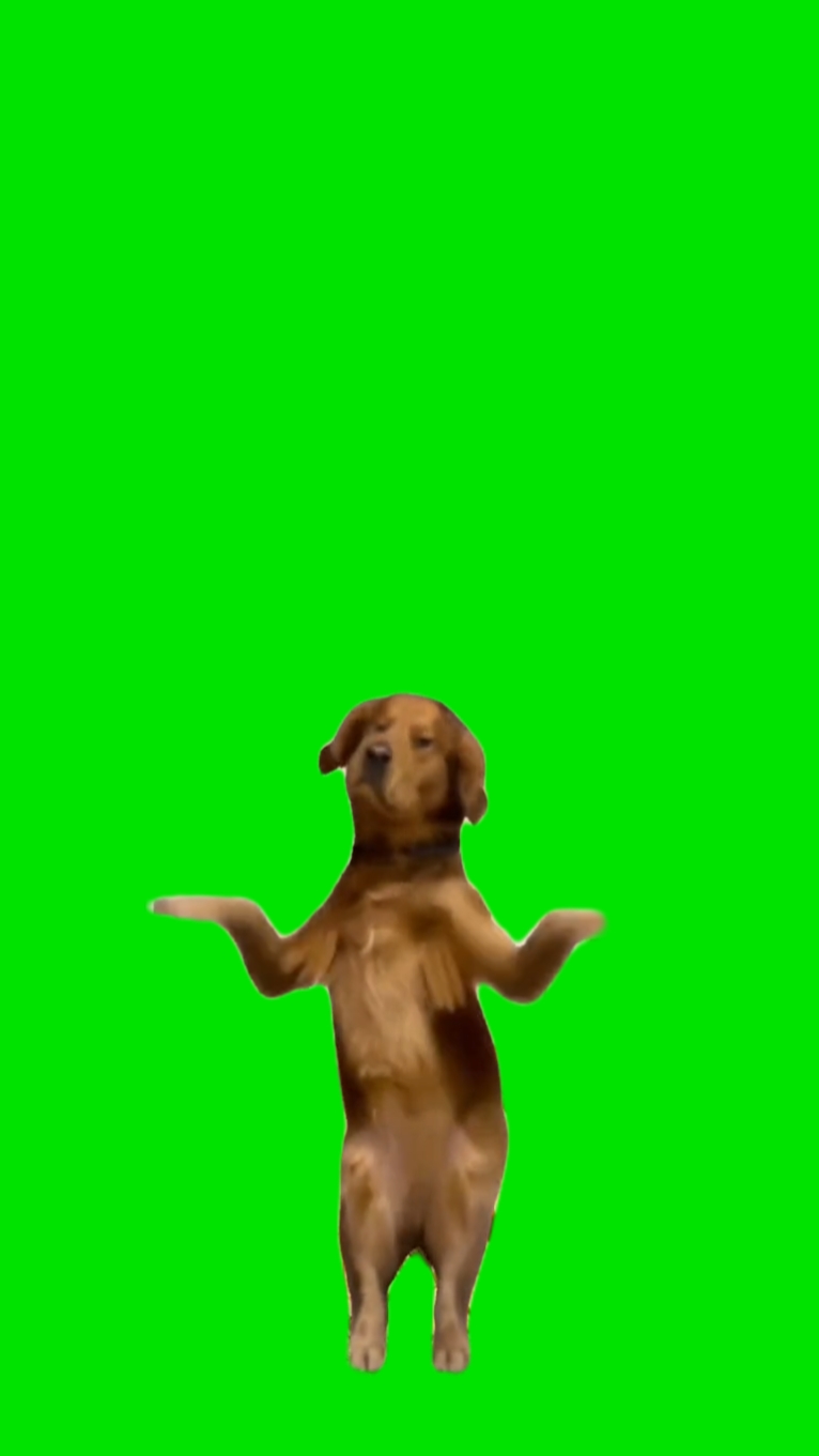 Tanzender Hund