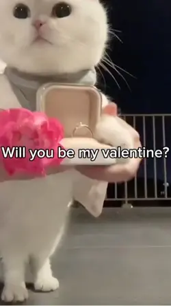 Cute cat❤️