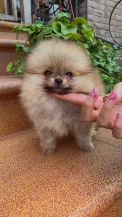 Pet