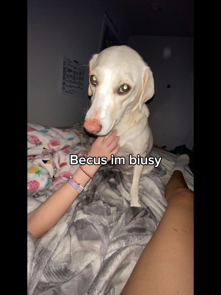 Mi perrito ❤️‍🩹
