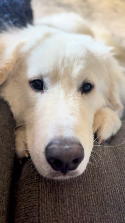 Treat PhD