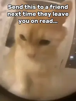Cat Rage