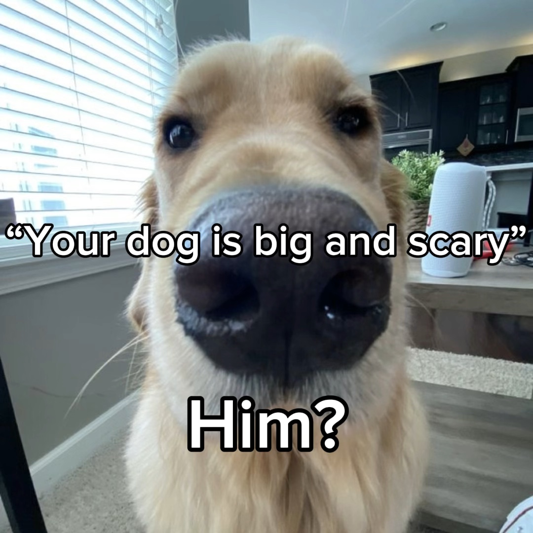 Hundekippe