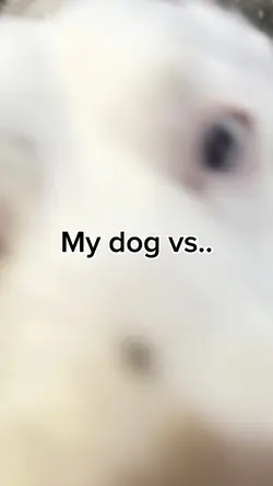 She’s a service dog-