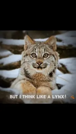 Lynx edit