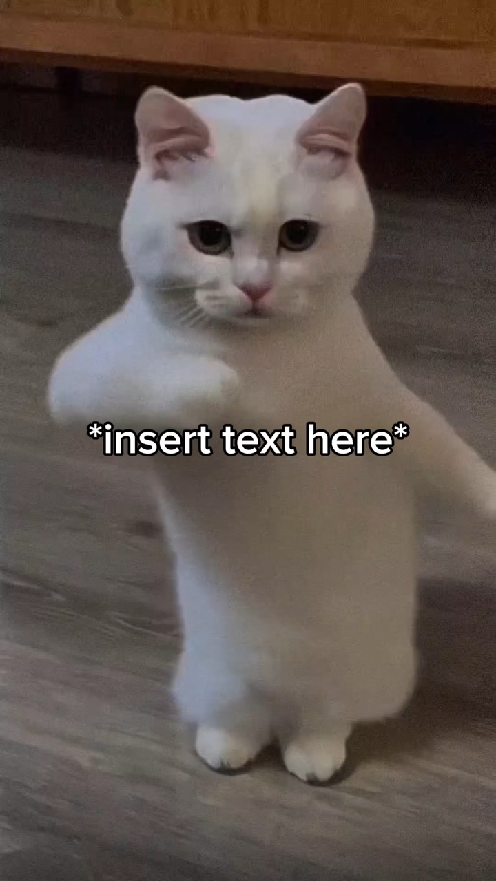 고양이 춤 