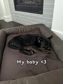 My baby (dog)