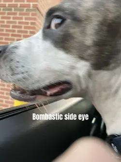 Bombastic said eye