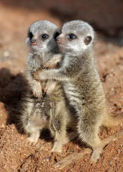 Cute Animal 