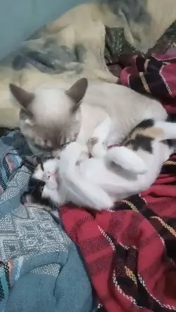 fazendo carinho 